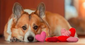 How to Know You’re “the One” for Your Pet