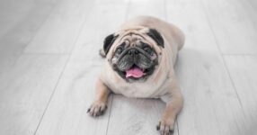 Recognizing Obesity As A Disease In Dogs