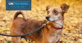 Untraining Your Pet: Breaking Away from Walk Anxiety