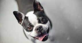 “Doggy Breath” Could Be a Sign of Kidney Failure