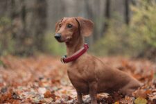 How to Potty Train a Dachshund (11 Effective Tips)