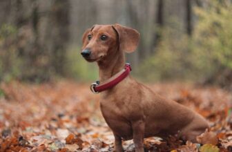 How to Potty Train a Dachshund (11 Effective Tips)
