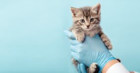 What To Expect At Your Pet’s Annual Checkup
