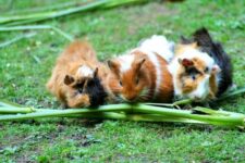 Will Guinea Pigs Stop Eating When Full? The Interesting Answer