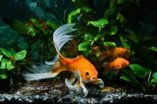 Can Koi Fish Live in Tanks? The Surprising Answer!