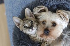 Will My Savannah Cat Get Along With My Dog? (Types & FAQs)
