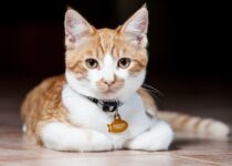 What And When Is National Cat Health Month? (2023 Update)