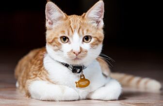 What And When Is National Cat Health Month? (2023 Update)