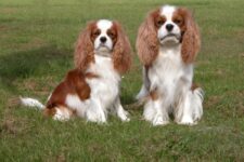12 Fascinating Cavalier King Charles Spaniel Facts