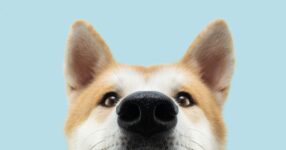 Deciphering Your Dog’s Ear Positions