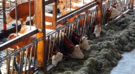 10 Disheartening UK Factory Farming Statistics to Know in 2023