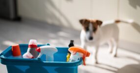 Signs Of Poisoning In Pets (And What To Do About It)
