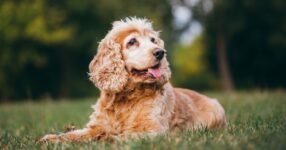 Caring for a Senior Dog: A Diamond Pet Foods Guide
