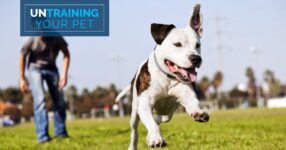 Untrain Your Pet: Convincing Your Dog to Come When Called