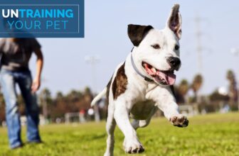 Untrain Your Pet: Convincing Your Dog to Come When Called