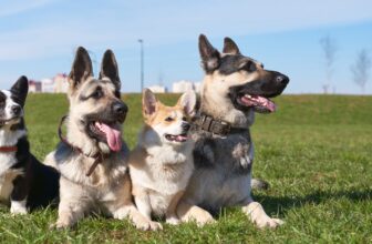 Peculiar Pet Facts: Dog Coat Patterns Are No Accident