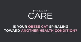 Obesity Can Spiral Into Other Health Issues for Cats