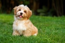 How Much Exercise Does My Havanese Need? Facts & FAQ