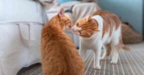 Friend or Foe? Tips for Introducing Your New Cat to Your Current Cat
