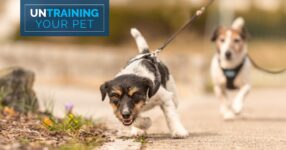 Rein In The Leash Pulling From Your Dog When Outdoors