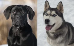 Cane Corso Husky Mix: Guide, Pictures, Care & More