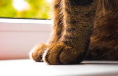 Why Is Your Cat So Staticky? 6 Reasons Why & Tips to Reduce