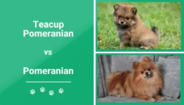 Teacup Pomeranian vs. Pomeranian: The Differences (With Pictures)