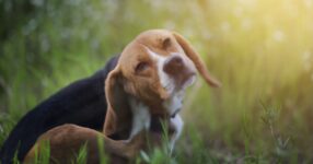 The Life (and Death) of Fleas and Ticks on Dogs