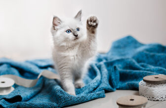 Blue Point Ragdoll: Pictures, Facts & History