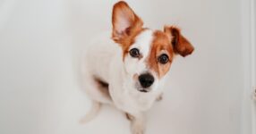 Dogs Can Hear How You’re Feeling