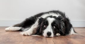 Signs of Dehydration in Dogs with Tummy Troubles