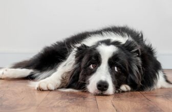 Signs of Dehydration in Dogs with Tummy Troubles