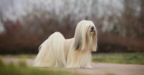 Exercise Caution with Brachycephalic Dog Breeds