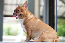 At What Age Can Dogs Get Pregnant: Vet Reviewed Facts & FAQ