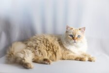 Flame Point Ragdoll Cat: Pictures, Facts & History