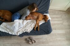 How To Comfort a Dog With Pancreatitis: Vet Recommendations