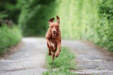 How Much Exercise Does My Vizsla Need? Vet Reviewed Facts & FAQ