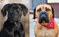 Cane Corso Bullmastiff Mix: Guide, Pictures, Care & More