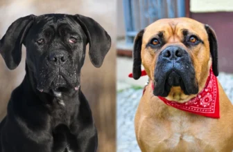 Cane Corso Bullmastiff Mix: Guide, Pictures, Care & More