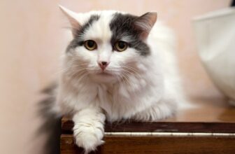 Why Is My Senior Cat Losing Weight?