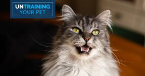 Stop Your Cat Meowing All Night