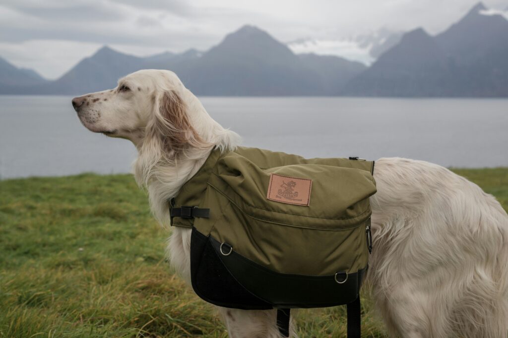 Dog Backpacks