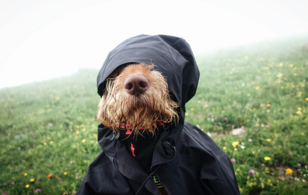 Dog Coat