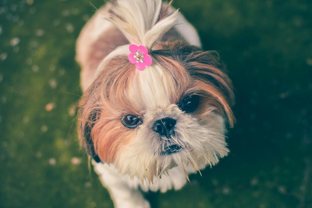 Dog Hair Accessories