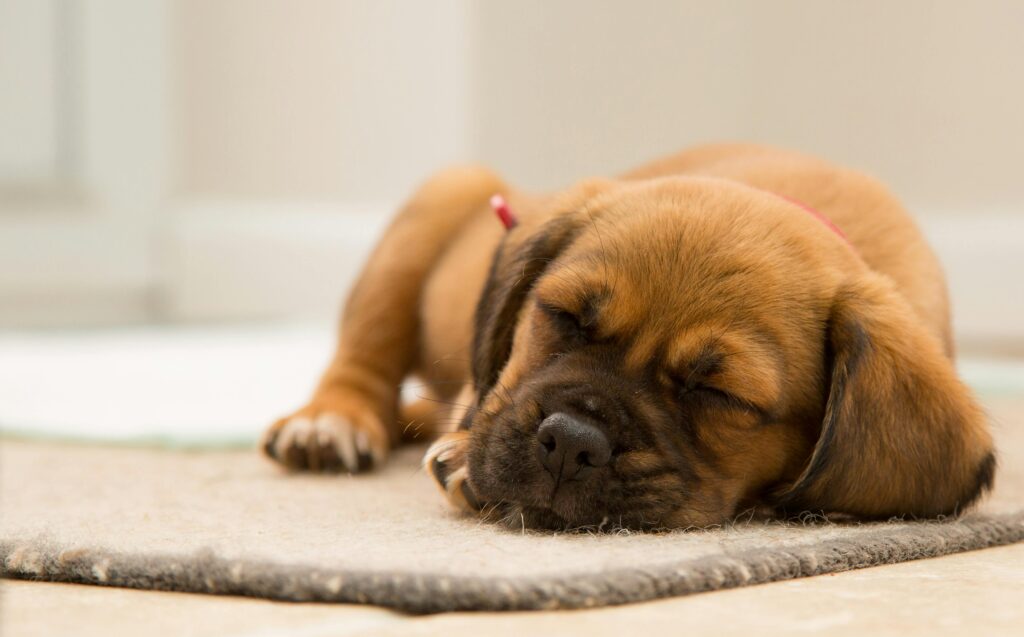 Dog Mat 1 The Ultimate Guide to Dog Mats: Comfort and Practicality for Your Furry Friend