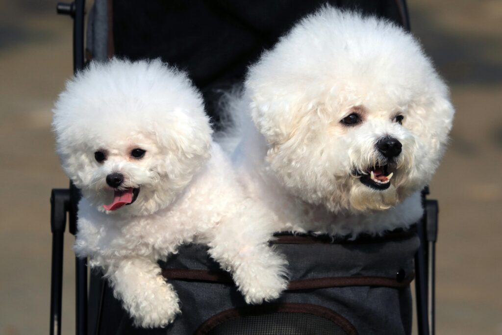 Dog Strollers 1 Dog Strollers