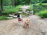 Why Do Some Dogs Spin Before They Poop? 🐾 Little Dog Tips