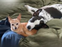 Do Dogs Get Colds and Flus? What We Need To Watch for This Winter 🐾 Little Dog Tips