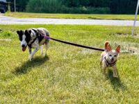 Invisible Fences vs Real Fences – Do They Really Work? 🐾 Little Dog Tips