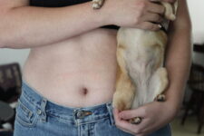 Do Dogs Have A Belly Button? Here’s the Innies and the Outies 🐾 Little Dog Tips